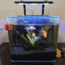 3 Gallon Fish Tank For Sale