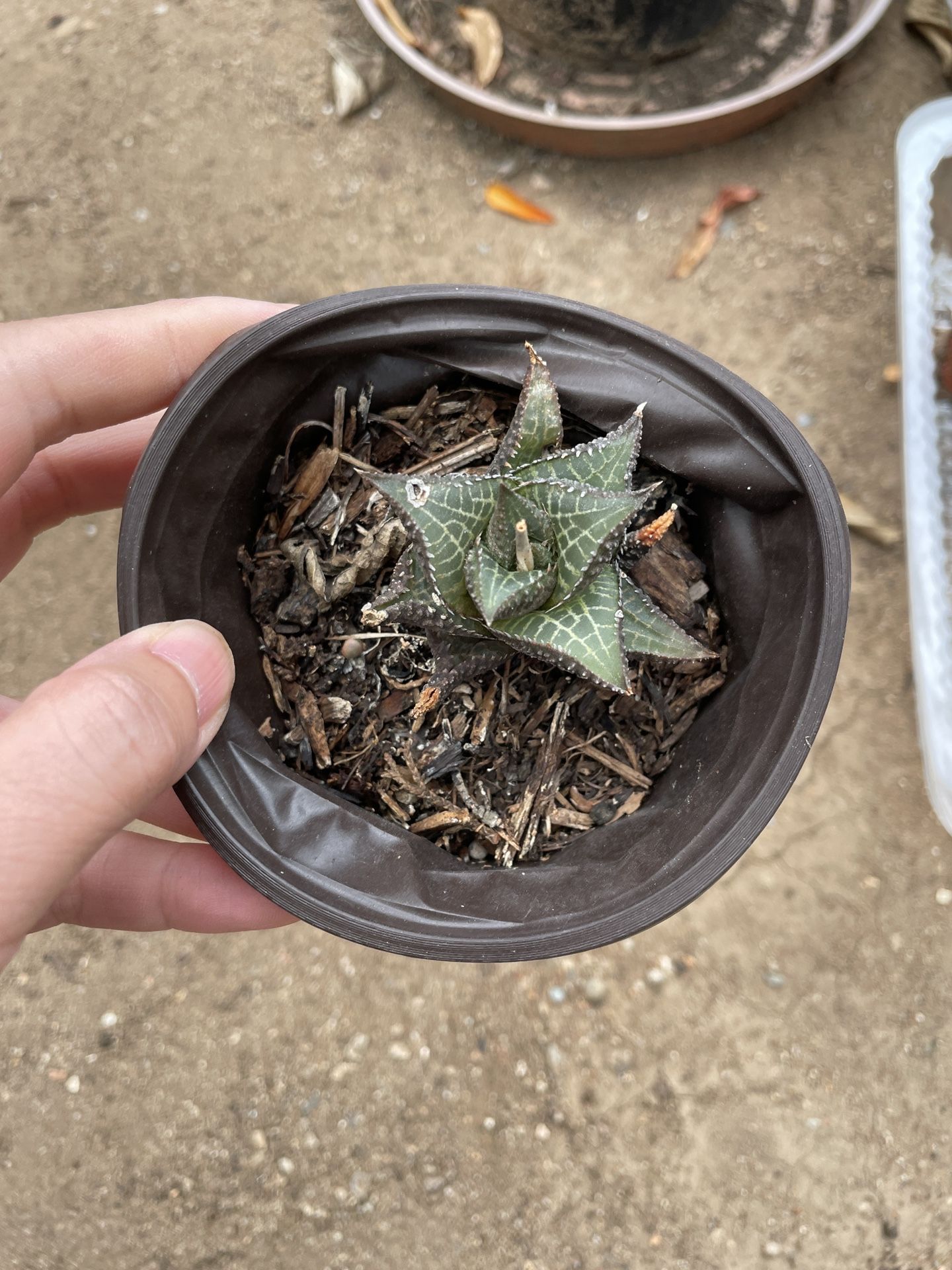 4in Pot Haworthia Succulent
