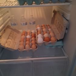 Fresh Eggs 