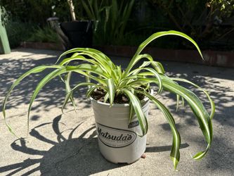 Spider Plant