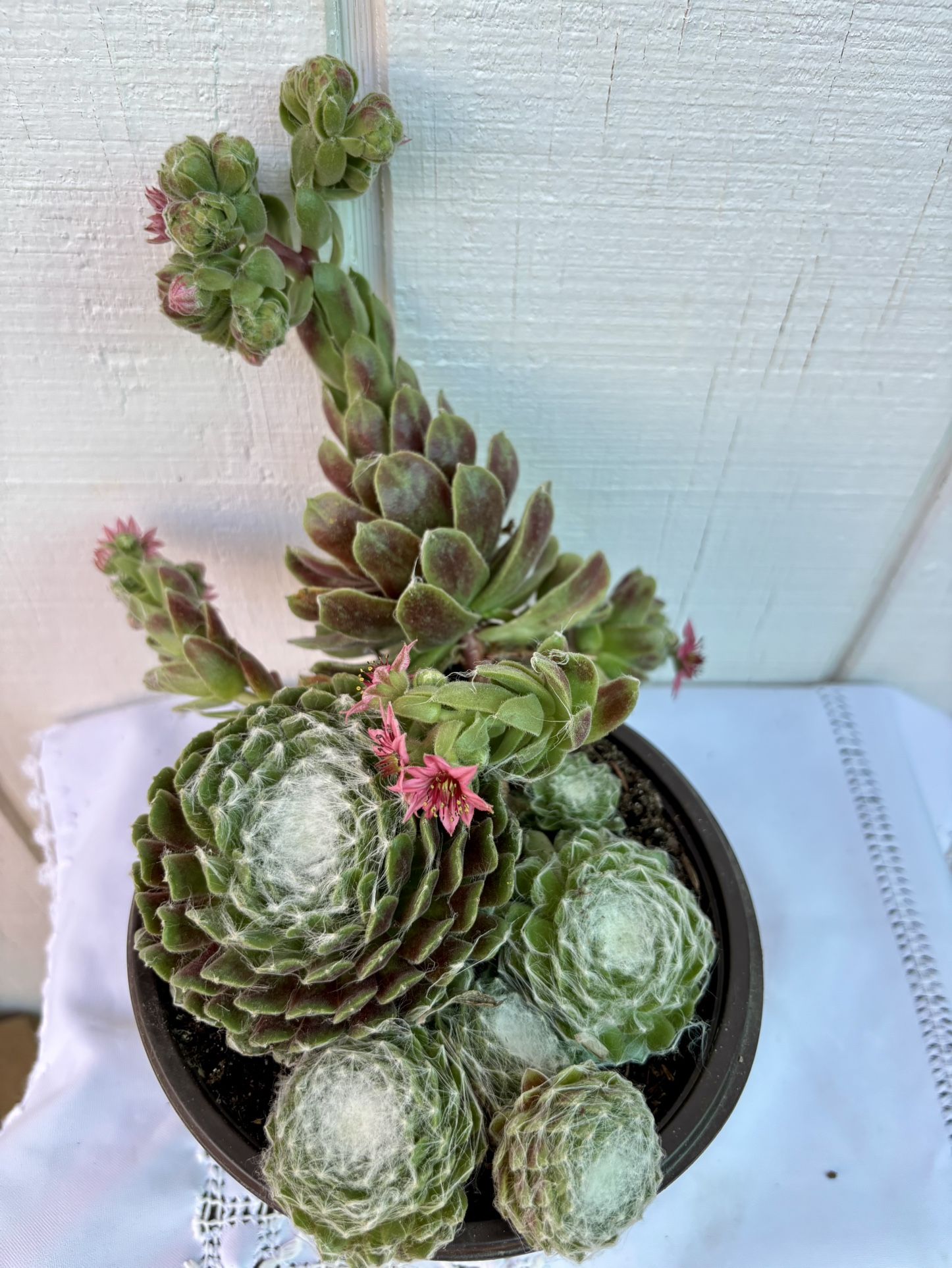 Succulent Spider Web