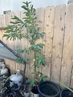 Guava Tree