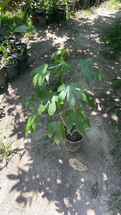 Planta  Florea. anarangada