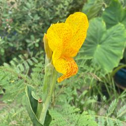 Yellow Canna Lilies 