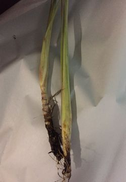 Lemon Grass ready to be planted