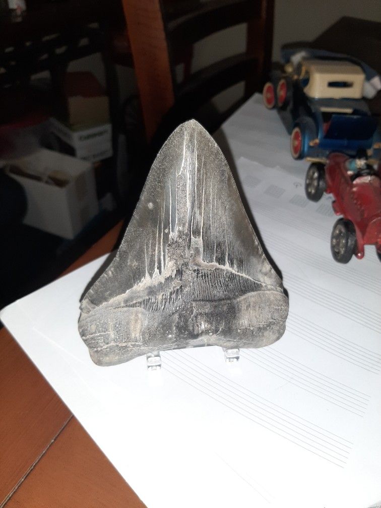 Megalodon Tooth With C.O.A.
