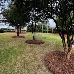 Fresh Long Leaf Pine Needles 