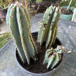 Cacti 