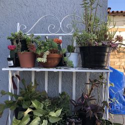 Plants