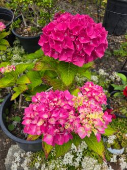 Hidrangea Bloom