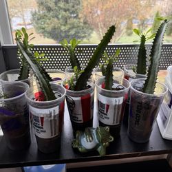 African Milk Cactus 