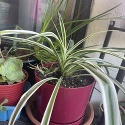 Spider Plant