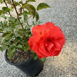 Rose Bush