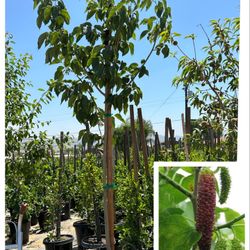 Pakistan Mulberry Tree  24”Box 