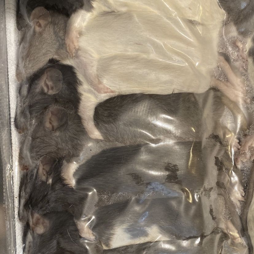 16 Medium Frozen Rats 
