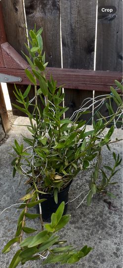 Fire star orchid plant