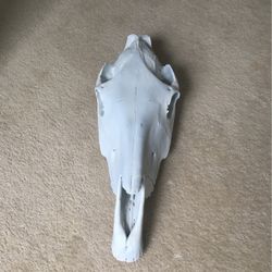 Large Horse Skull 22in Long Rare Oddity Unusual 