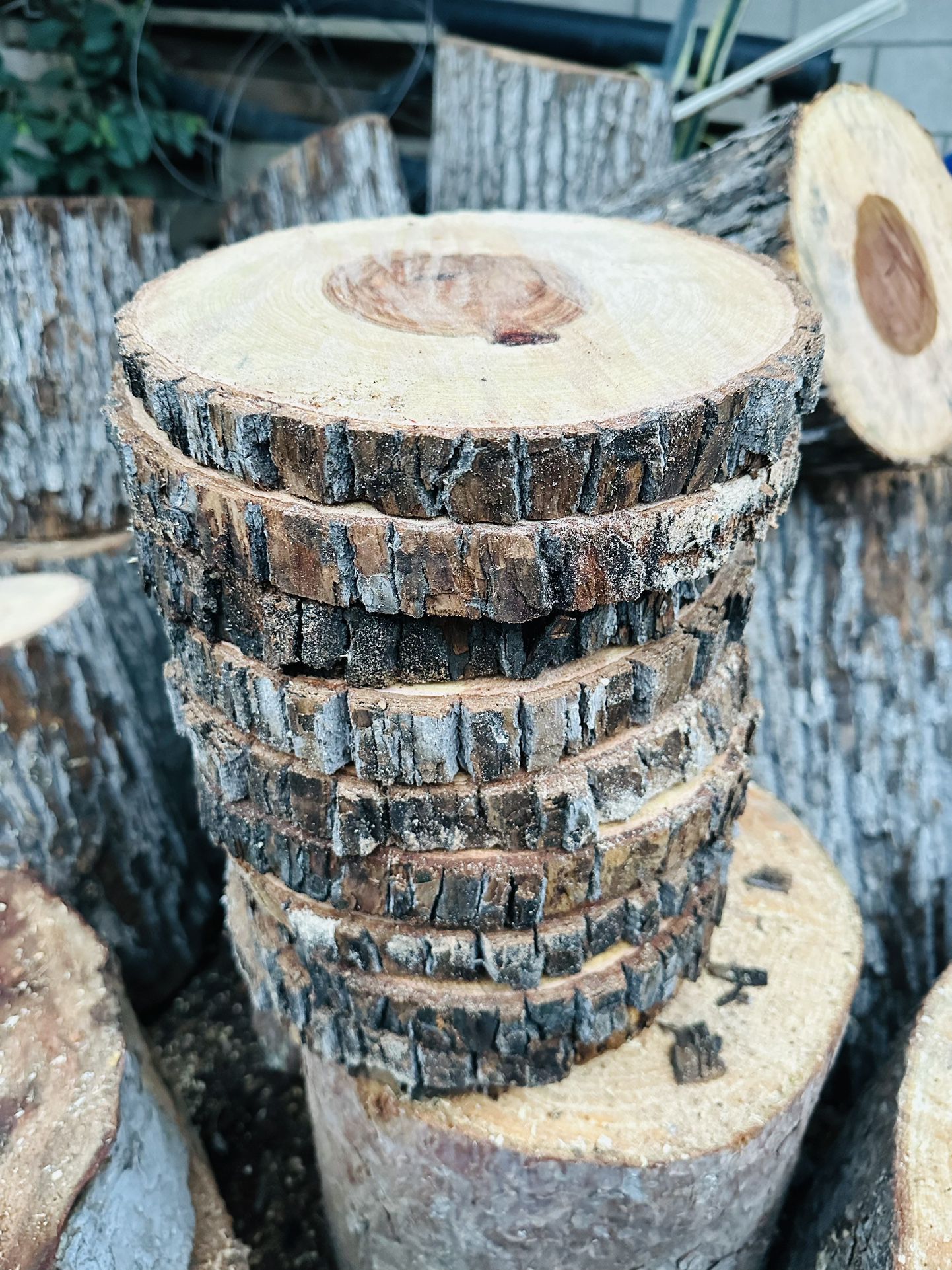 Wood Slices 