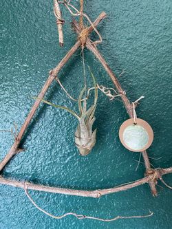 Air Plant Hangers