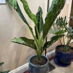 Live Dieffenbachia Crocodile Plant With Ceramic Pot