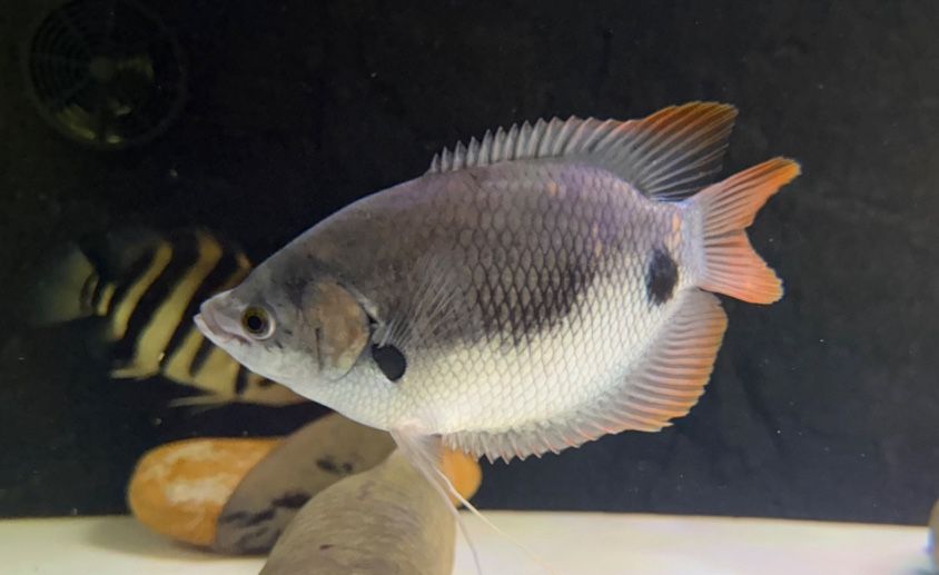 Fish Tank