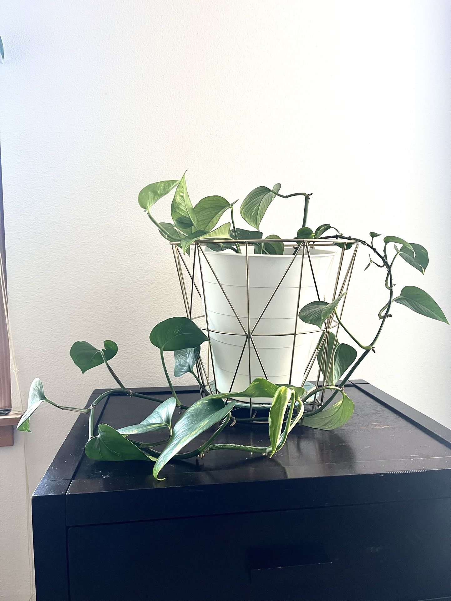 Pothos Plant With Gold Basket 