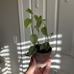 Peperomia Cupid Plant 