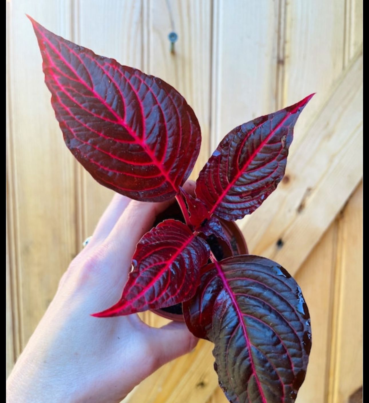 blood plant