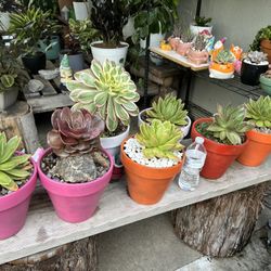 Succulents $16 Each