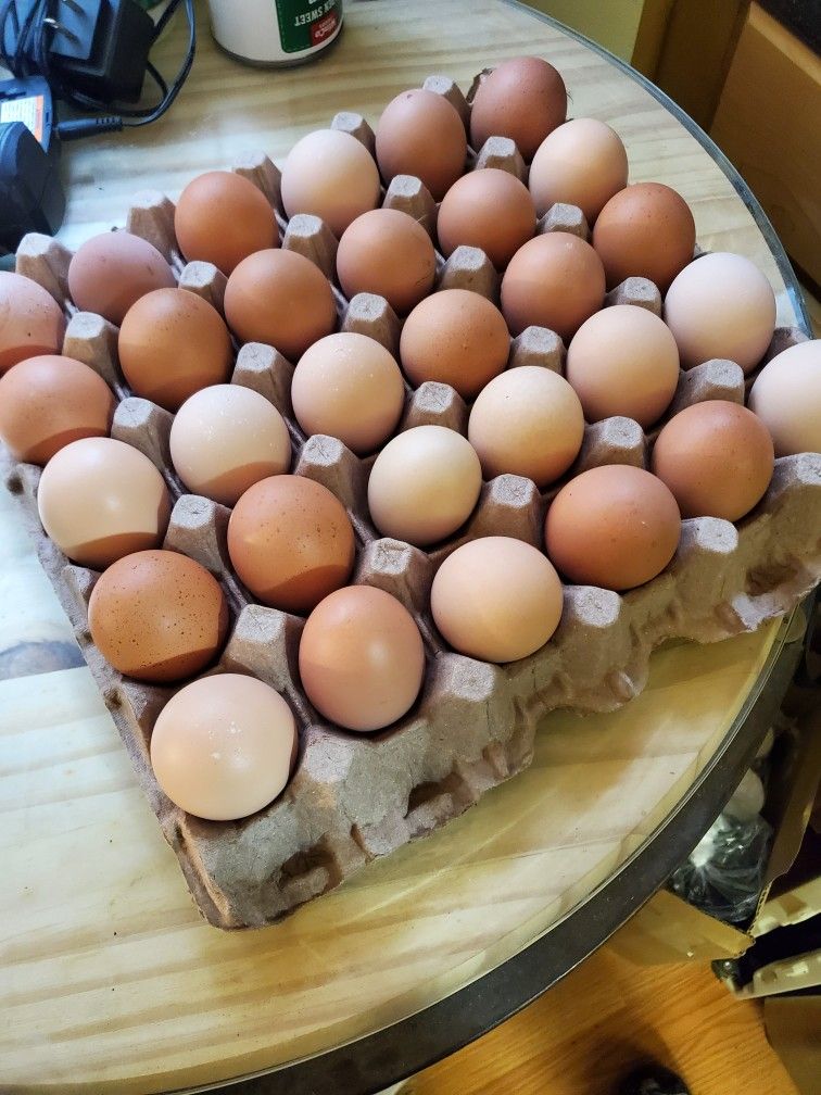 chicken eggs