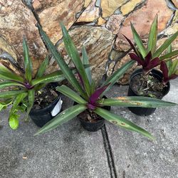 BOAT LILY PLANTS IN PLASTIC POT FOR SALEIN LARGO