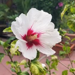 Hibiscus Plants 4ft Tall 3yr Olds 