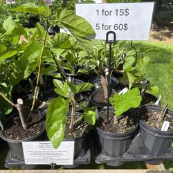 Fig Plants 1 Gallon 