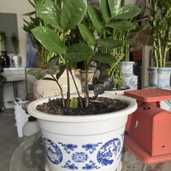 Money Tree