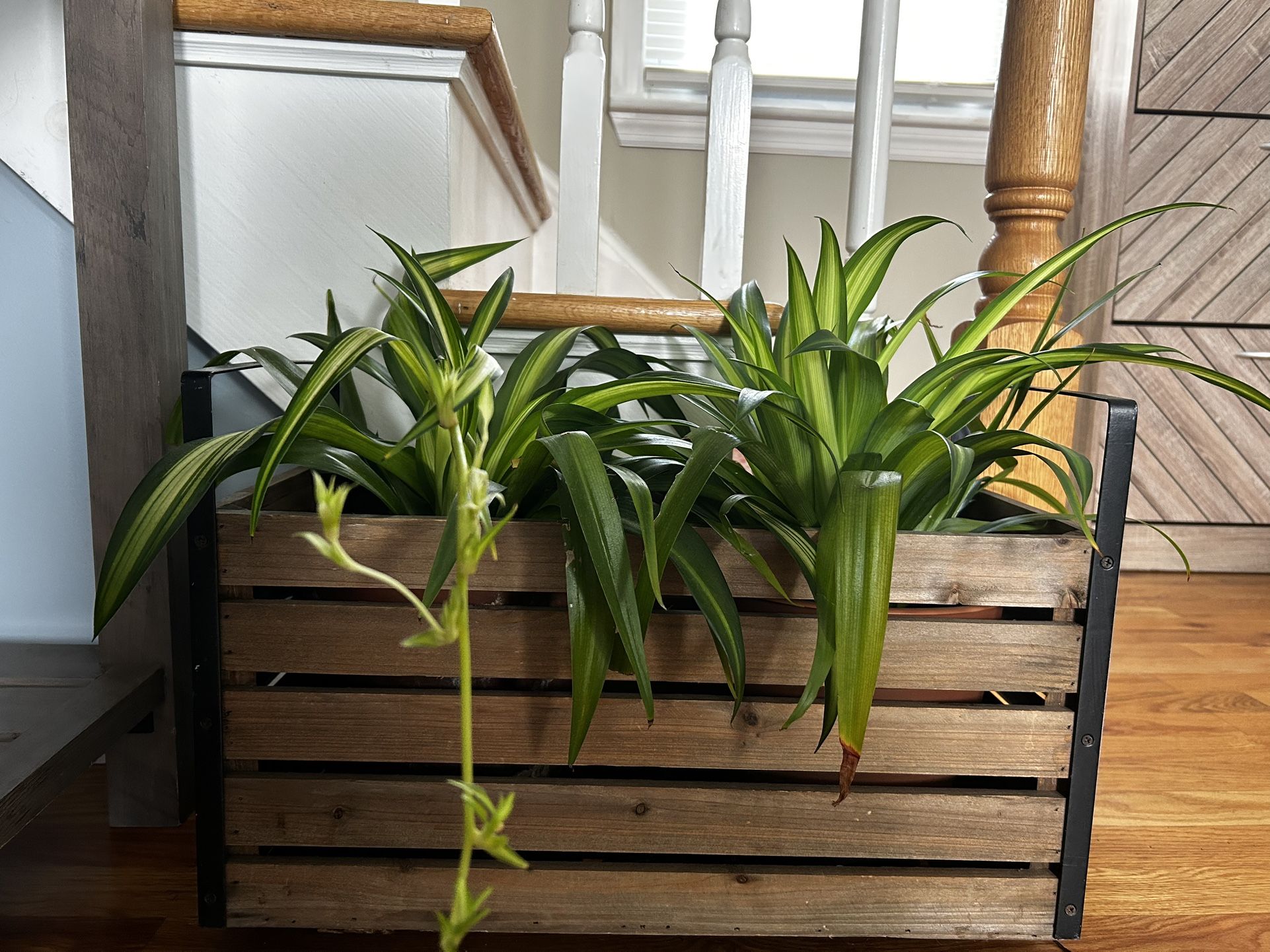 Spider Plants