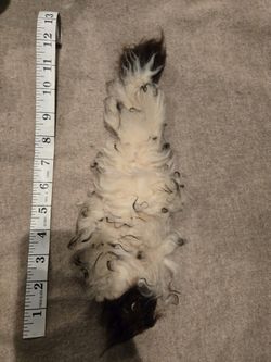 Winter Olympic Fur From The Adriondack Mountains