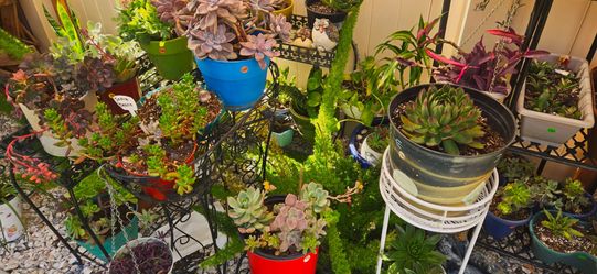 Huge Succulent & Cactus Sale – Starting at $5!