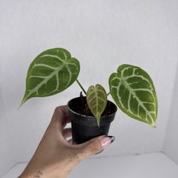 Anthurium Magnificum X Crystallinum Plant 