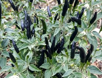Thai mini hot Chilli plants only 9.99