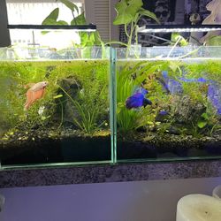 Fresh Water Aquarium 