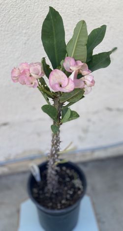 Planta De Corona De Cristo Flor Jumbo Con Flores Es Planta Grande En Maceta De 1 Gallón Pick Up Only