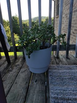 Life Plant $20 Inside Plant