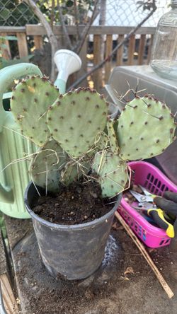 Purple prickly pear cactus