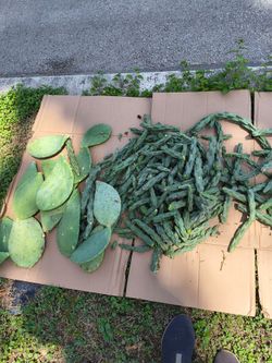 Free Cactus