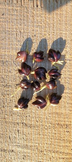 Flowers Tiger Lily Bulbils