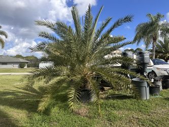 Canary Island Date Palm