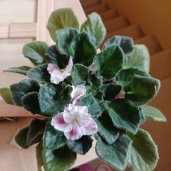 Violet Plants.