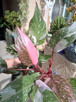 Variegated Philodendron Pink Princess GALAXY Plant $28