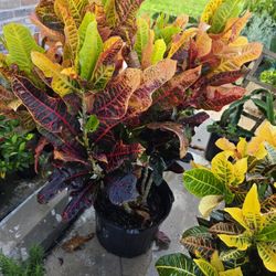 Crotos California 7gallones 4ft