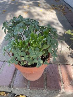 suculent plant